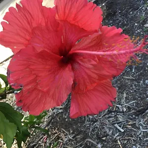 https://dandaloo-gardens.queenslandhotels.net